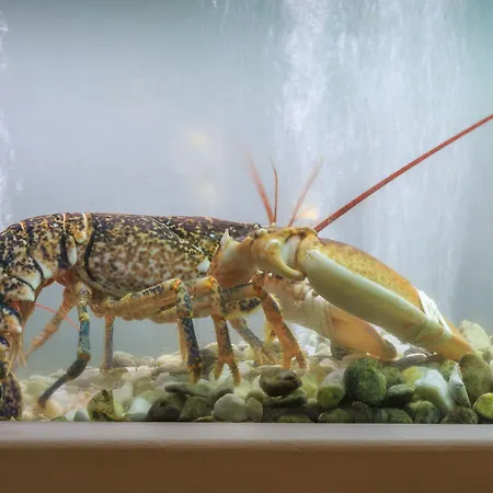 منتزه العطل Encosta Do Club 4*